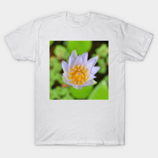 Egyptian Lotus Close Up T-Shirt by DesignMore21